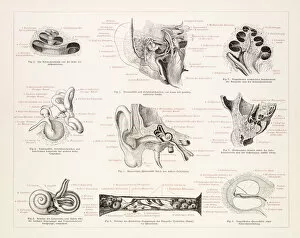 Images Dated 25th June 2015: The human ear engraving 1896
