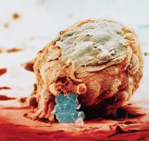 Embryo Prints: Human Embryo in Early Stages