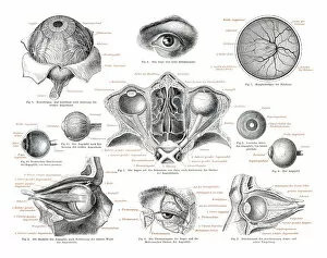 Images Dated 14th October 2014: The human eye engraving