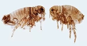 Human fleas, LM
