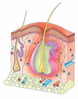 Pen And Ink Gallery: Human hair follicle and skin