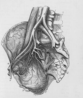 Images Dated 8th September 2008: Human Heart