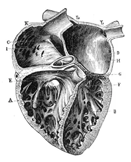 Prints of Illustrated Natural History of the Three Kingdoms Illustrierte Naturgeschichte der drei Reiche Franz StrAÔé¼ssles - Wilhelm Nitzschke, Stuttgart 1888 A stunning tribute to the intricate beauty of one of the most vital organs in the human body: Human Heart Anatomy 1888