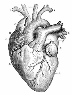 Human Internal Organ Collection: Human Heart Anatomy 1888