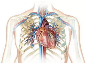 Valve Gallery: Human heart and chest, illustration