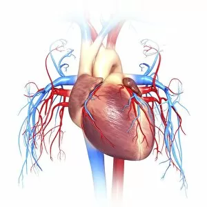 Images Dated 23rd January 2013: Human heart, computer artwork