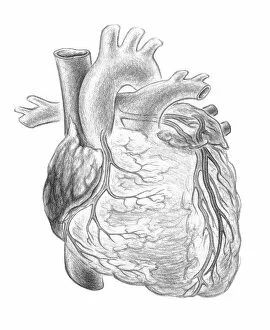 Images Dated 4th February 2016: Human Heart, Frontal View