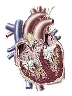 Images Dated 10th November 2018: Human heart, illustration