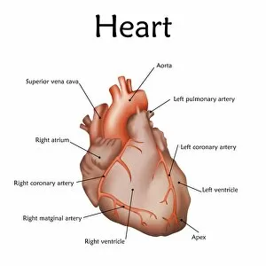 Images Dated 30th August 2018: Human heart, illustration