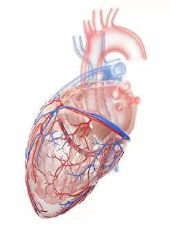 Heart Gallery: Human heart, illustration