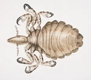 Human Louse, Pediculus humanus, top view