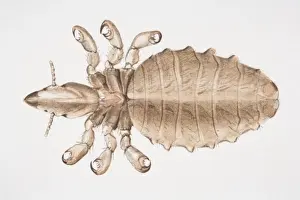 Parasitic Prints: Human Louse, Pediculus humanus, top view