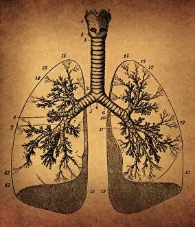 Images Dated 3rd October 2016: Human Lungs anatomy