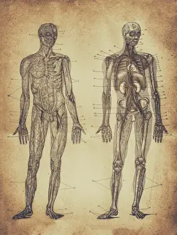 Human Head Prints: Human male anatomy
