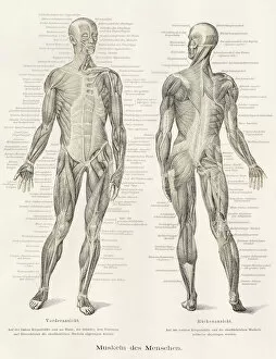 Science Collection: Human muscles anatomy engraving 1857