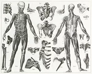 Images Dated 5th February 2014: Human Muscles and Ligaments Engraving