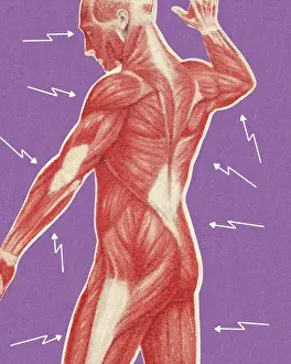 One Pe Prints: Human Muscular Anatomy
