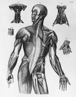 Images Dated 5th September 2008: Human Musculature