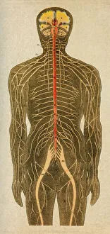 Images Dated 1st February 2018: Human nervous system