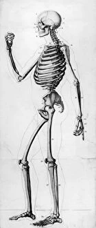 Images Dated 22nd September 2008: Human Skeleton