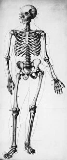 Images Dated 22nd September 2008: Human Skeleton