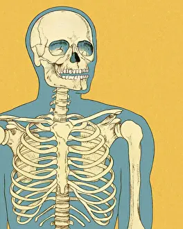Human Skeleton