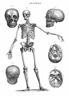 Images Dated 4th May 2017: Human skeleton anatomy engraving 1878