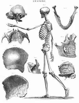 Images Dated 4th May 2017: Human skeleton anatomy engraving 1878