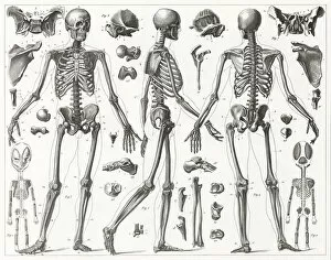Science Collection: Human Skeleton Engraving