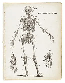 Images Dated 5th June 2015: The human skeleton engraving 1875