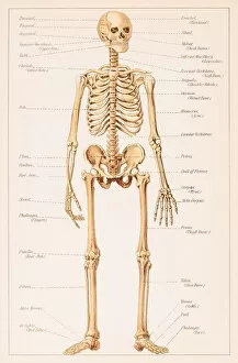 Human Internal Organ Collection: Human Skeleton illustration 1891