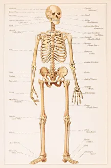 Images Dated 21st June 2015: Human Skeleton illustration 1891