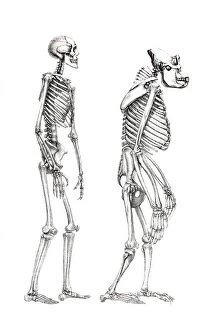 Animal Representation Collection: Human skeleton and a skeleton of a monkey, anatomical illustration