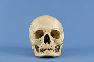 Images Dated 24th October 2009: Human skull