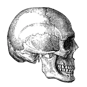Human Joint Prints: Human Skull