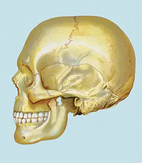 Human Skull