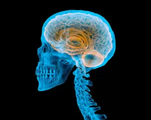 Human skull with brain, illustration