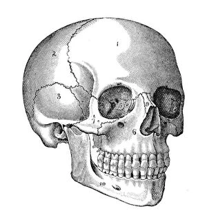 Images Dated 27th September 2014: Human Skull Engraving