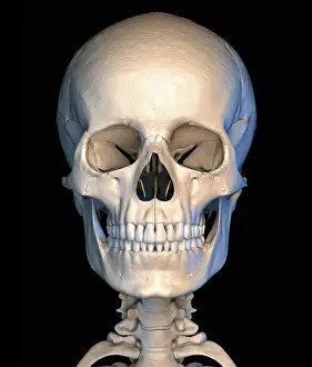 3 Dimensional Prints: Human skull, illustration