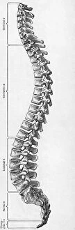 Images Dated 8th September 2008: Human Spine
