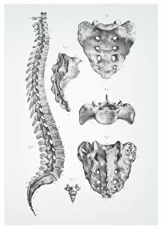 Biology Gallery: Human spine anatomy illustration 1866