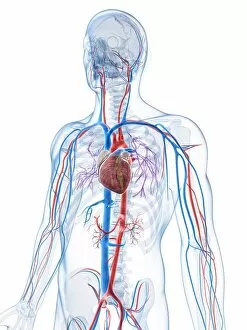 Human vascular system, artwork