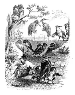 Humanized animals illustrations: Birds at the park