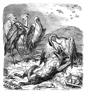 Images Dated 4th January 2017: Humanized animals illustrations: Fox and birds