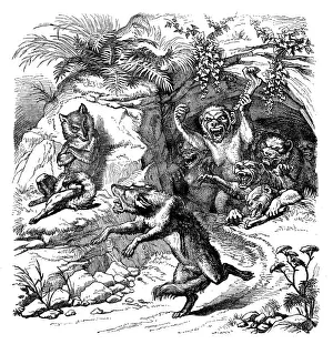 Kaulbach Prints: Humanized animals illustrations: Fox and monkeys