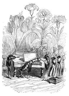 Humanized animals illustrations: Insect concert