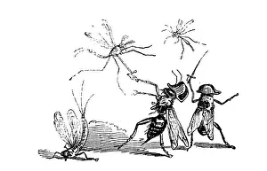 Humanized animals illustrations: Insects fighting