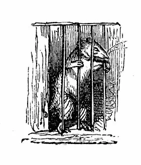 Images Dated 4th January 2017: Humanized animals illustrations: Rat in prison