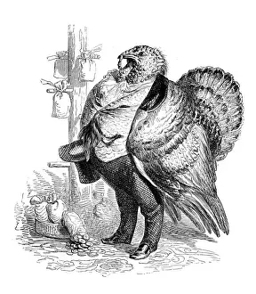 Humanized animals illustrations: Turkey