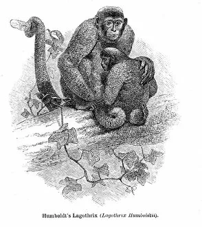 Monkey Collection: Humboldt lagothrix engraving 1878